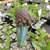 Sulcorebutia rauschii grafted Large