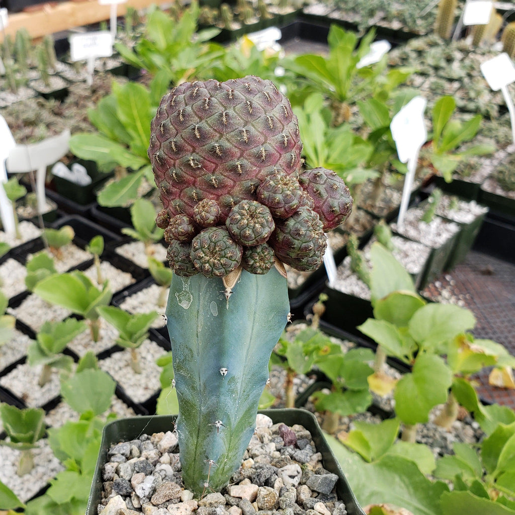 Sulcorebutia rauschii grafted Large
