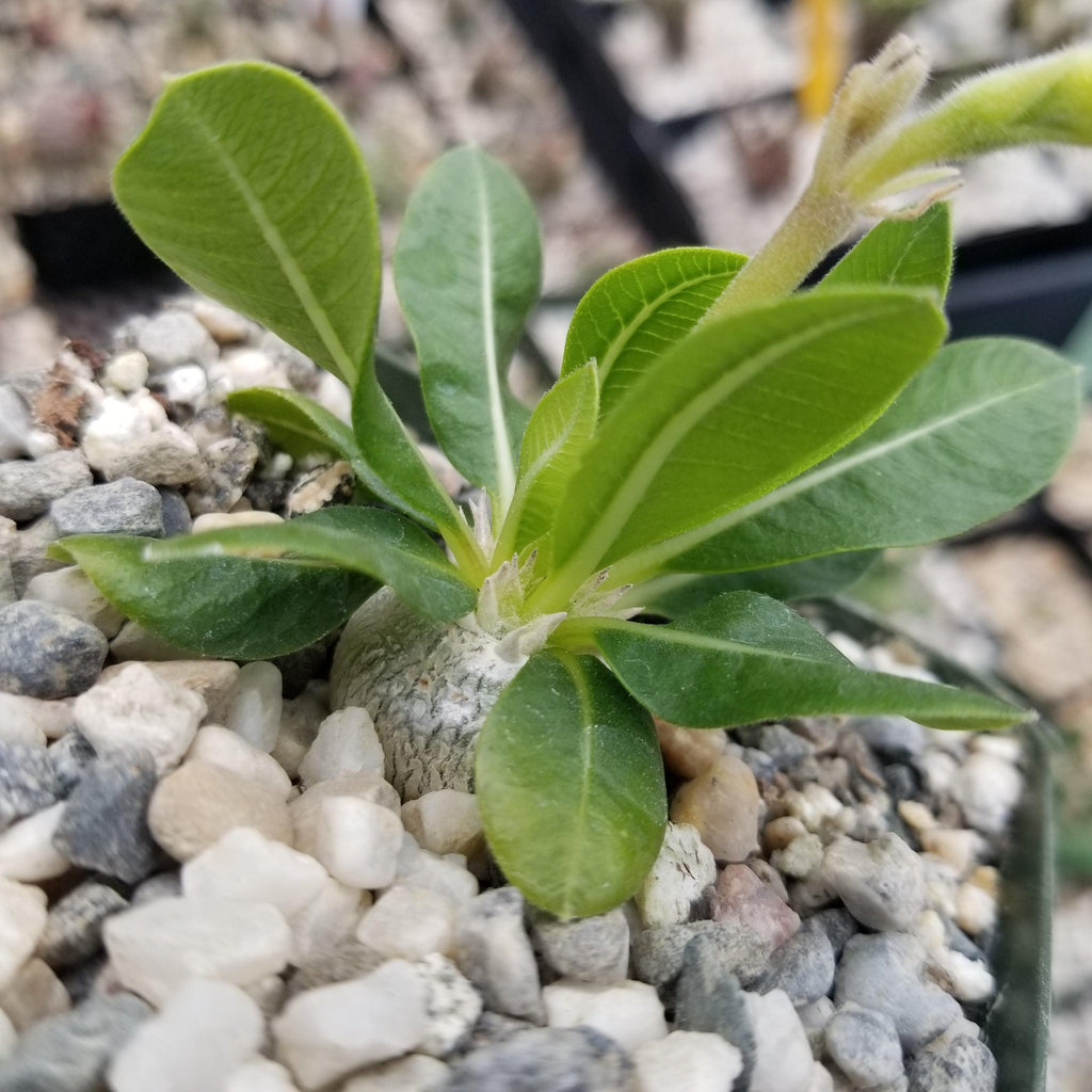 Pachypodium brevicaule