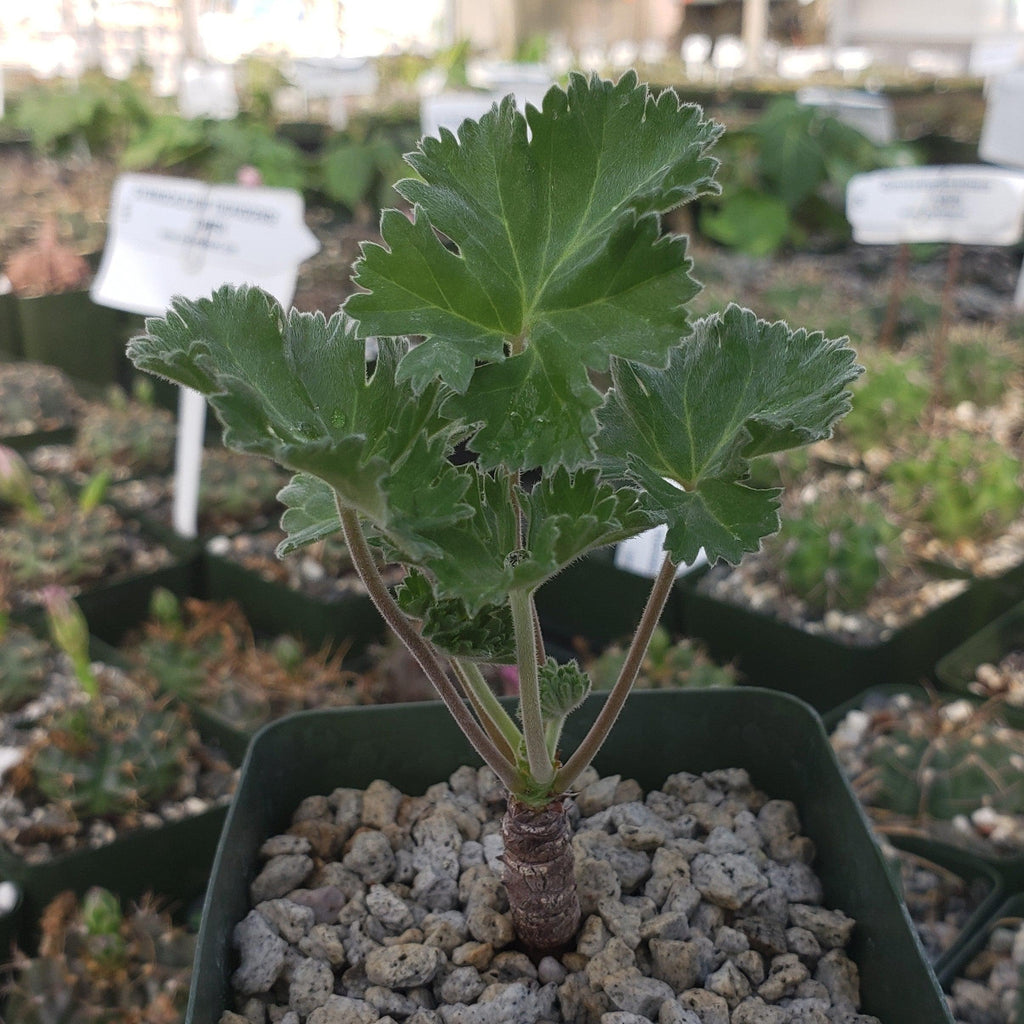 Pelargonium crassicaule