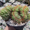 Cereus peruvianus multi-crested