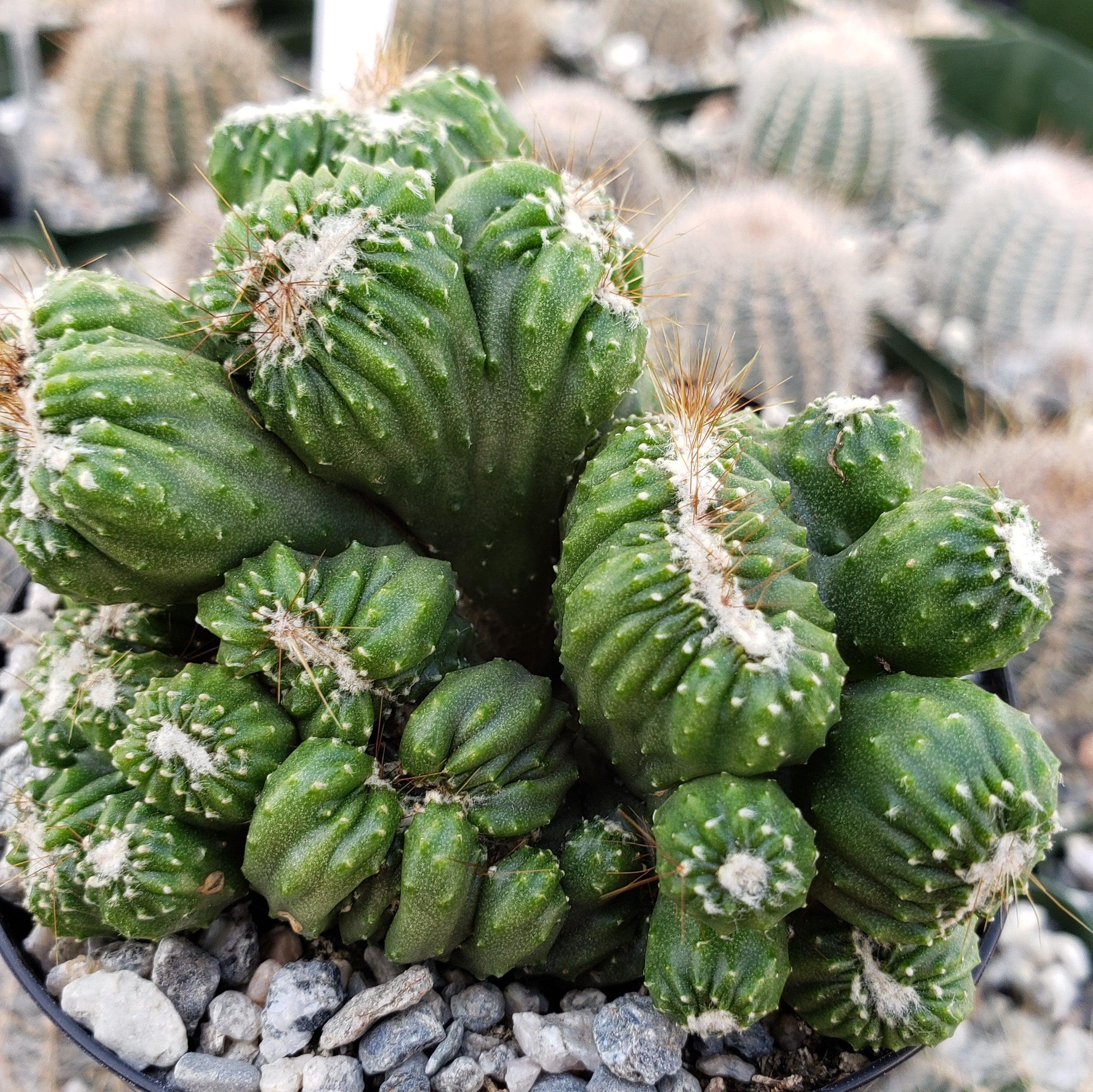 Cereus forbesii crest monstrose Ming Thing