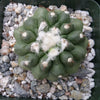 Copiapoa esmeraldana