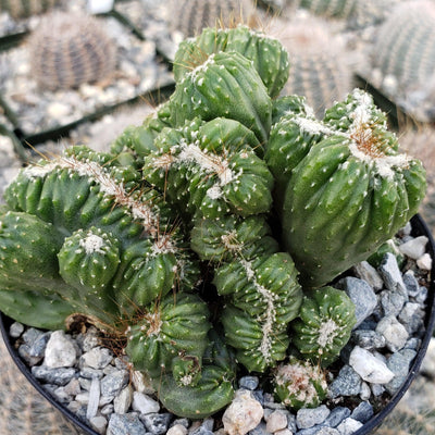 Cereus forbesii crest monstrose Ming Thing