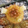 Mammillaria Elongata Copper King(4) -2 inch