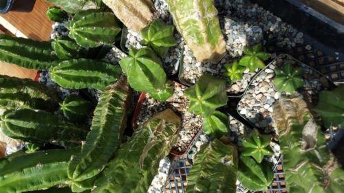Echinocereus morricalii