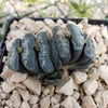 Haworthia Truncata