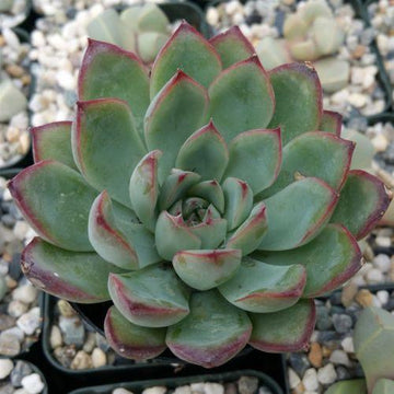 succulent order Echeveria pulidonis