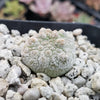 Pseudolithos harardheranus