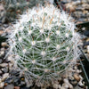 Mammillaria boolli