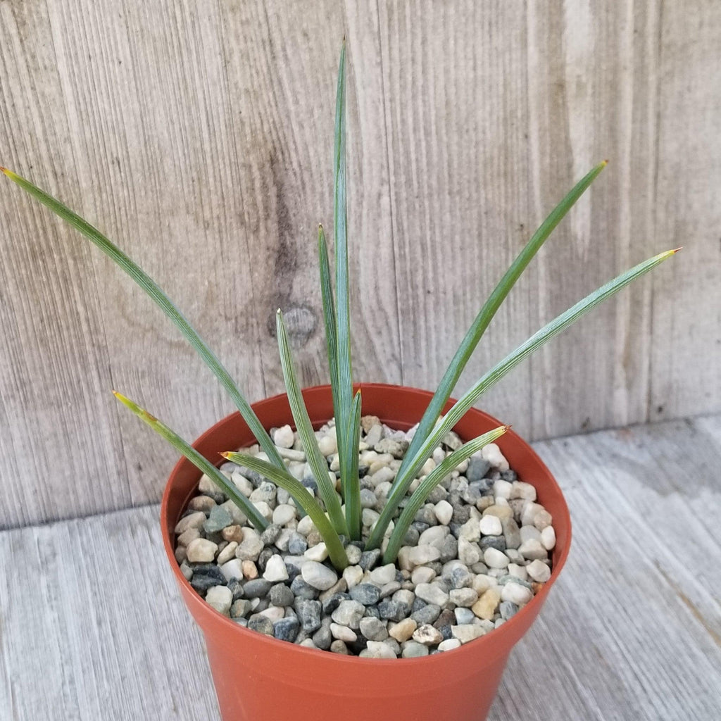 Agave stricta ‘Hedgehog Agave’