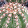 Close-up of Notocactus arachnites cactus, highlighting its ribbed surface and clusters of long brown and white spines for unique texture.
