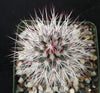 Echinocereus vivediflorus canus