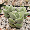 Crassula Moonglow