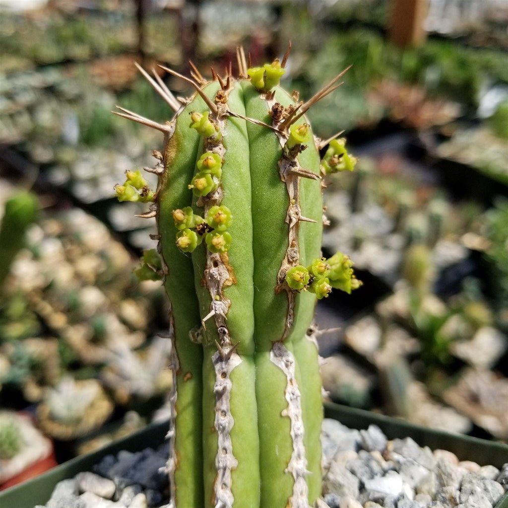 Euphorbia handiensis