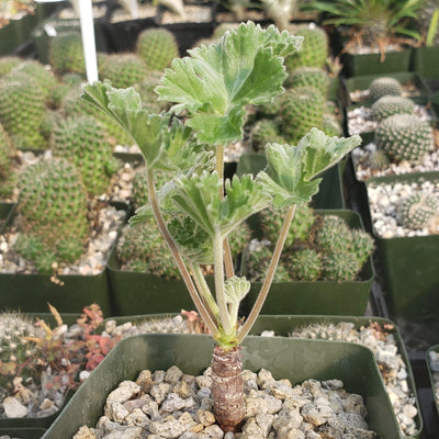 Pelargonium mirabile