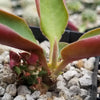 Monadenium spectabile