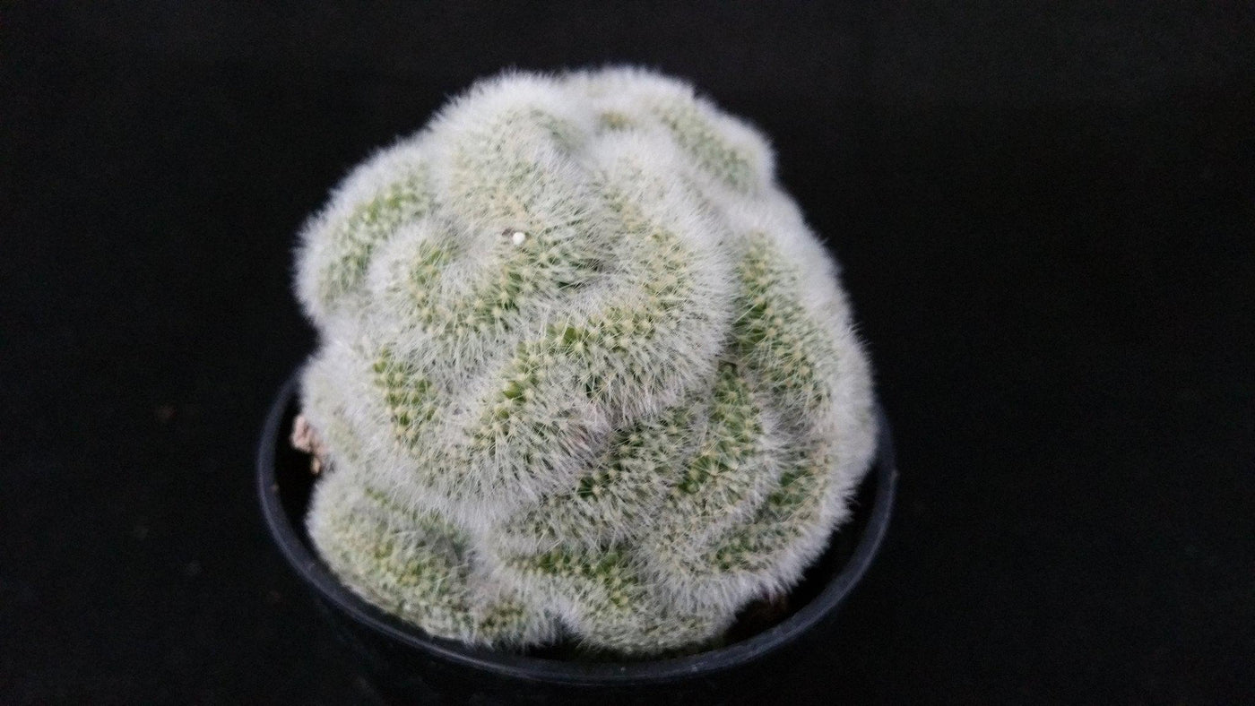 Mammillaria pilcayensis cristata