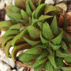 Haworthia parksiana