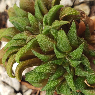 Haworthia parksiana