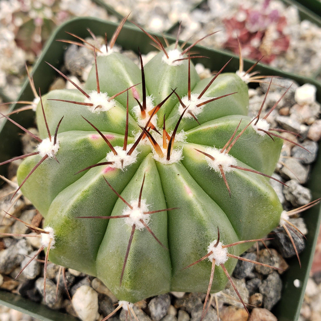 Melocactus caesius