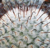 Mammillaria perez de la rosae