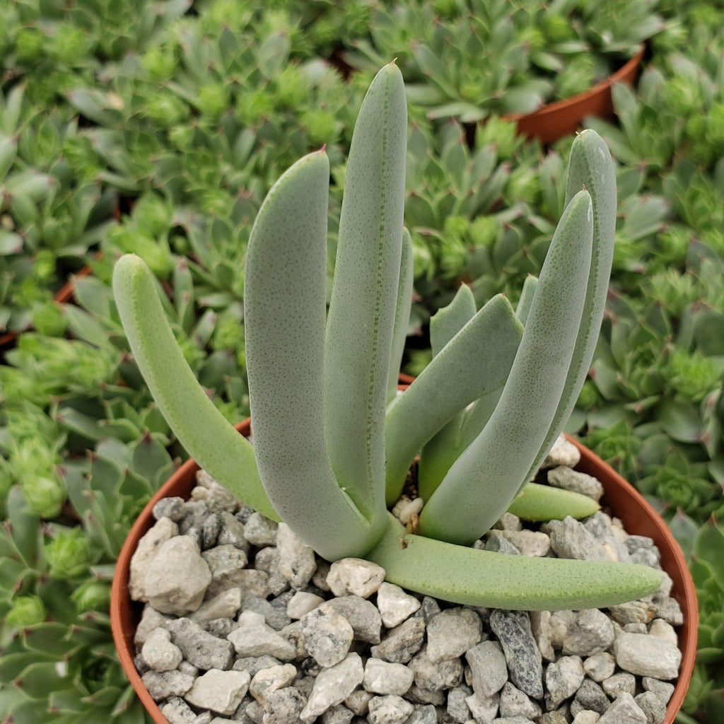 Carpet Weed - Cheiridopsis denticulata