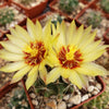 Hamatocactus setispinus