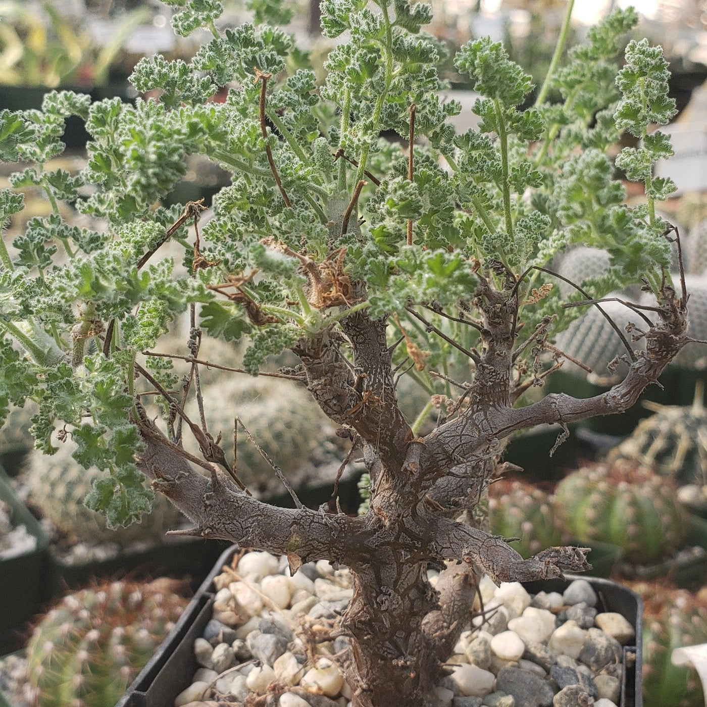 Pelargonium alternans