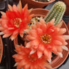 Echinopsis chamaecereus Peanut