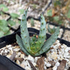 Aloe marlothii