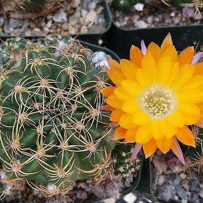 Lobivia acanthoplegma v. roseiflora