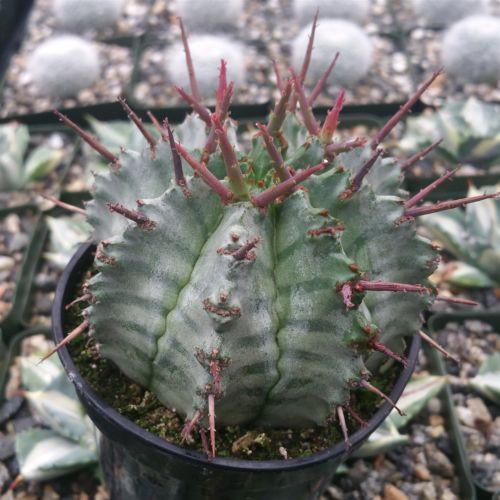 Euphorbia horrida urchin