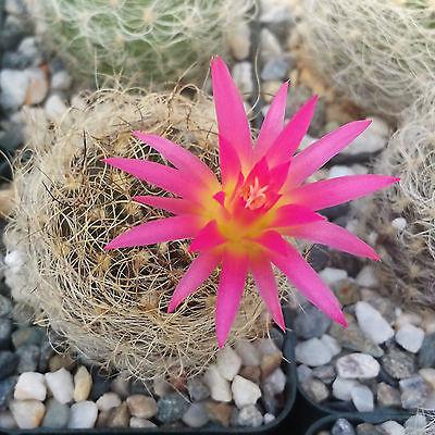 Neoporteria nidus senilis