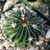 Echinofossulocactus crispatus