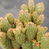 Opuntia rufida minima monstrose