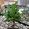 Crown of Thorns Plant &