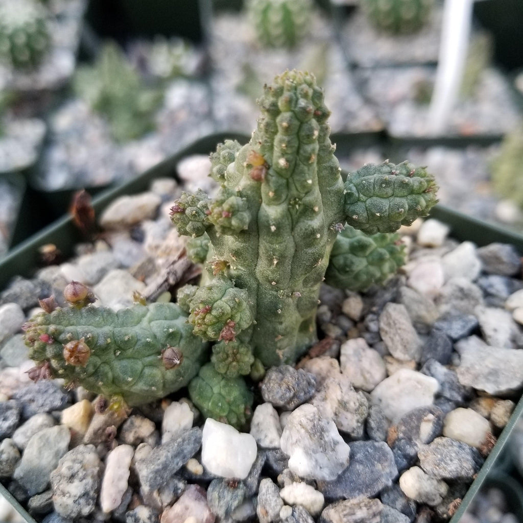 Echidnopsis cereiformis