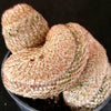 Mammillaria matudae cristata
