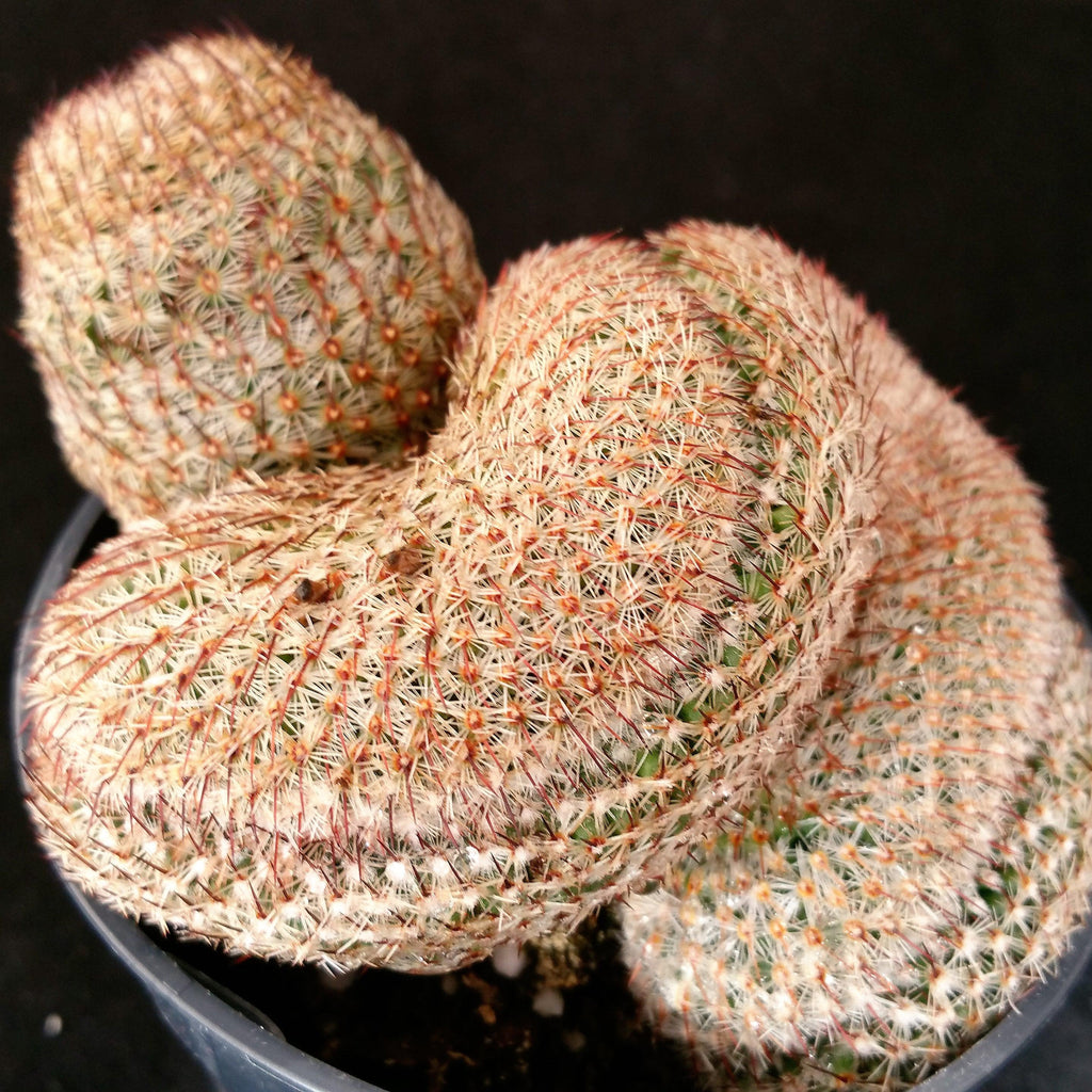 Mammillaria matudae cristata