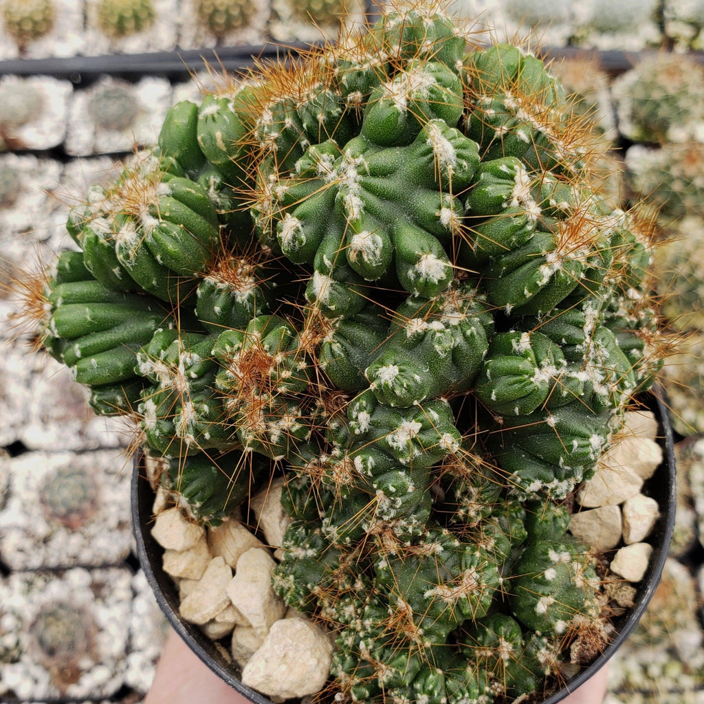 Cereus peruvianus monstrose &