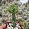 Cholla Cactus - Cylindropuntia cholla