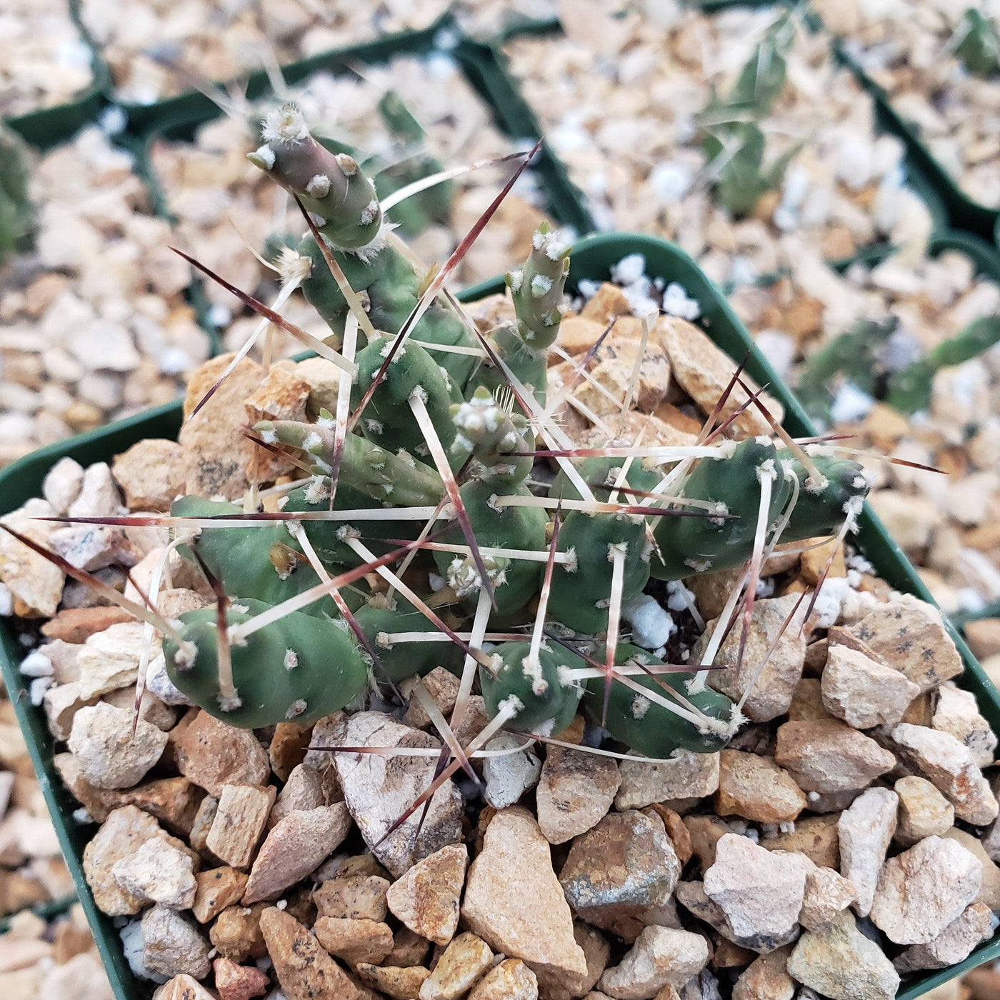 Paper Pine Cactus - Maihueniopsis glomerata