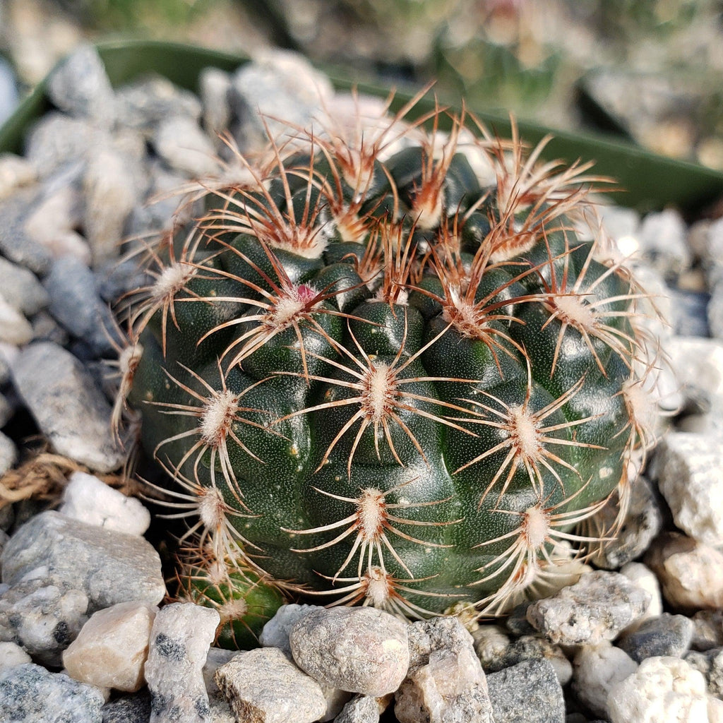 Gymnocalycium mesopotamicum