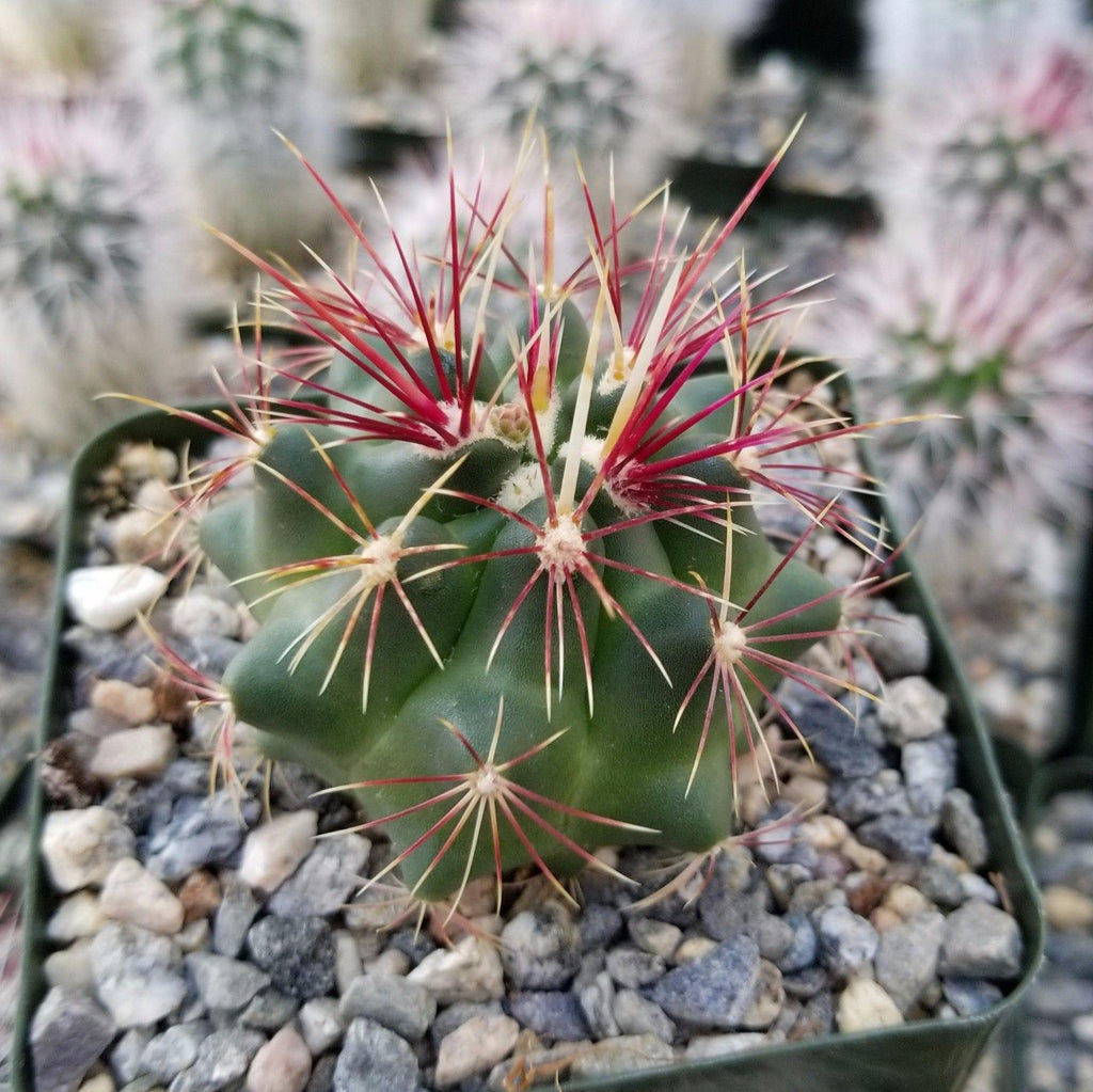 Thelocactus bueckii