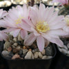 Gymnocalycium bruchii