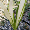 Furcraea foetida