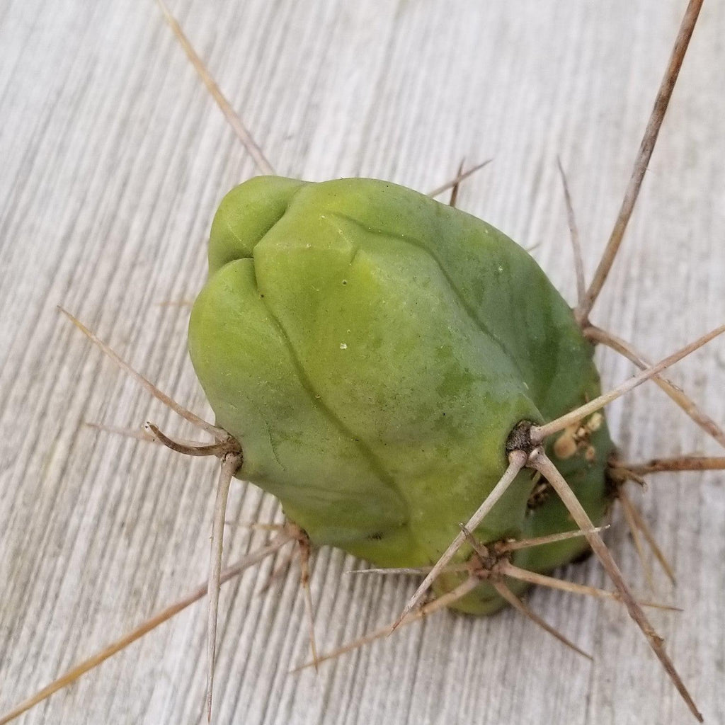 Unrooted Cutting Trichocereus bridgesii Monstrose Penis Cactus