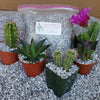 2 Quarts 1/4 Horticultural Cactus Succulent Bonsai Pumice Soil