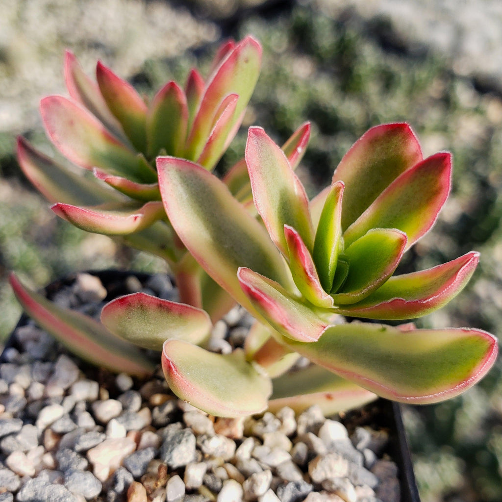 Crassula daydream